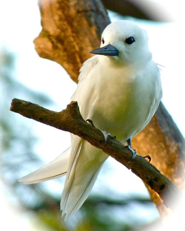 Fairy-Tern Chalets Cerf Island Buitenkant foto